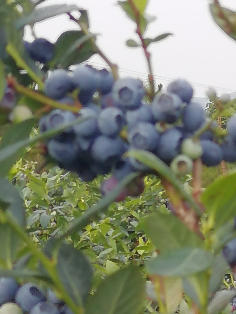 云南高原原生态蓝莓