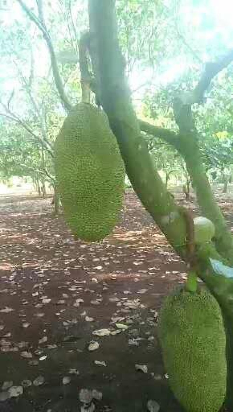 马来西亚一号菠萝蜜平均25斤