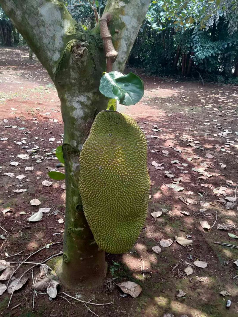 马来西亚一号菠萝蜜平均25斤，，，，，，，，