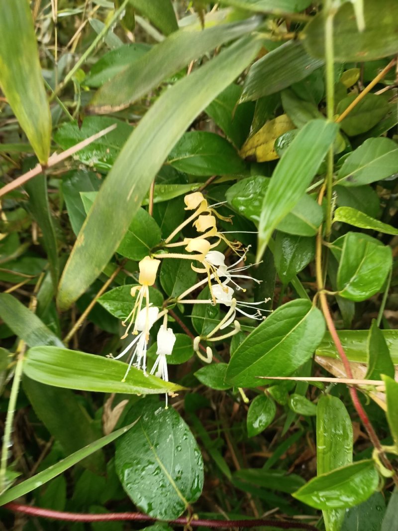野金银花