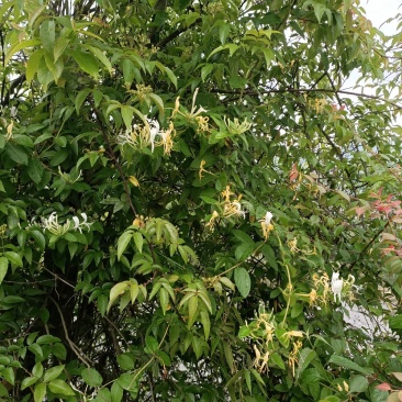 野金银花