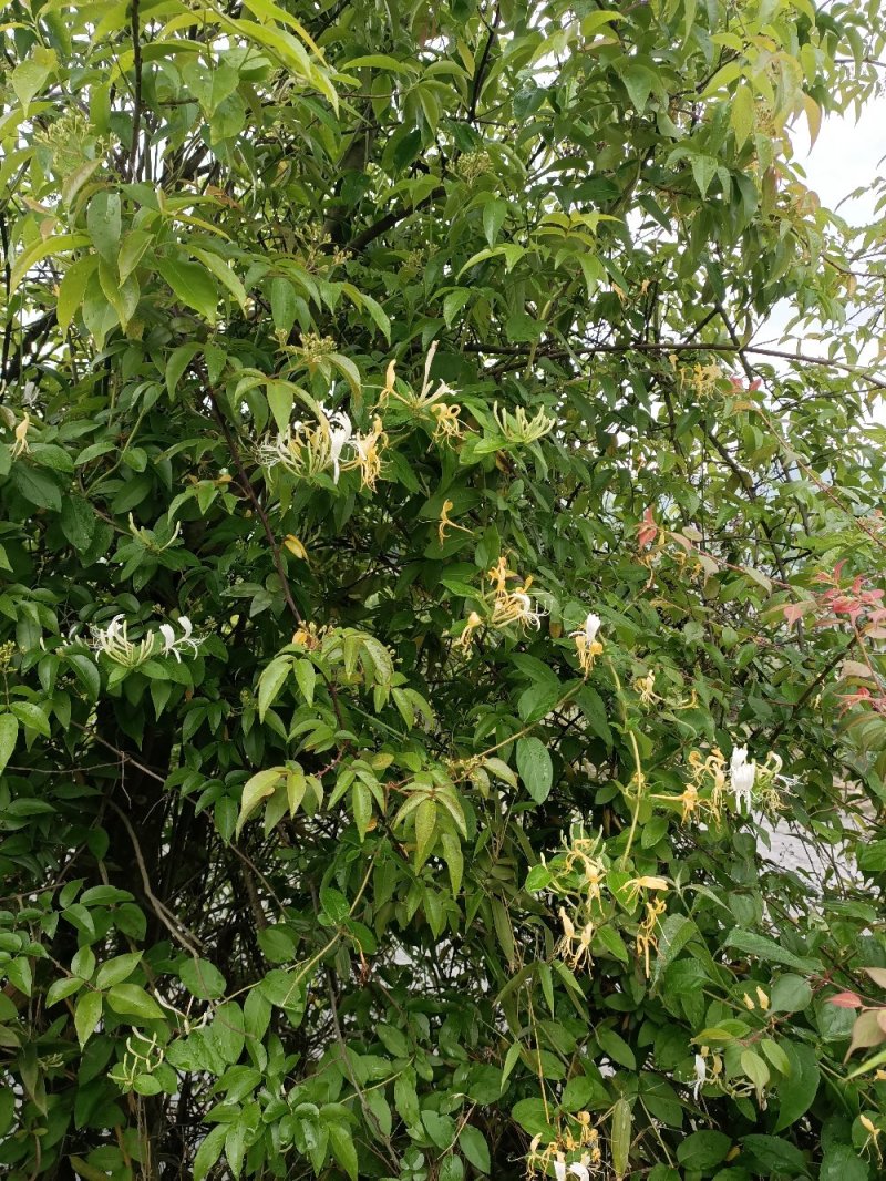 野金银花