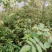 野金银花