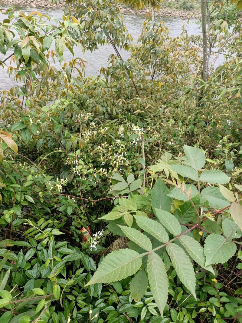 野金银花