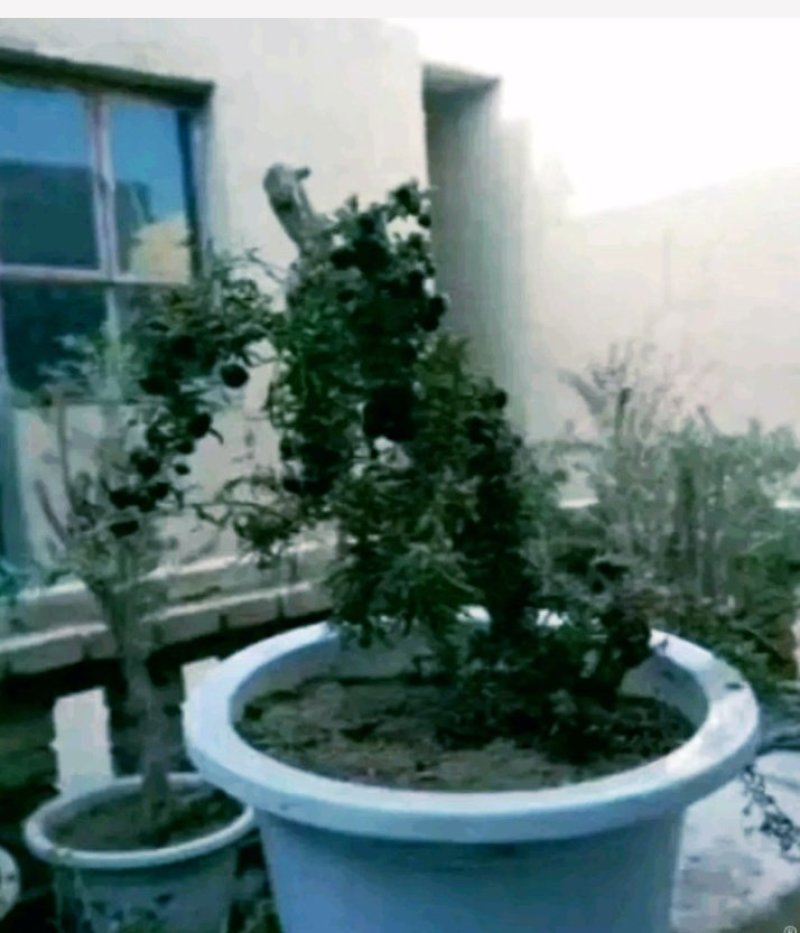 黑枸杞盆栽大树产地直销，适合南北方种植。