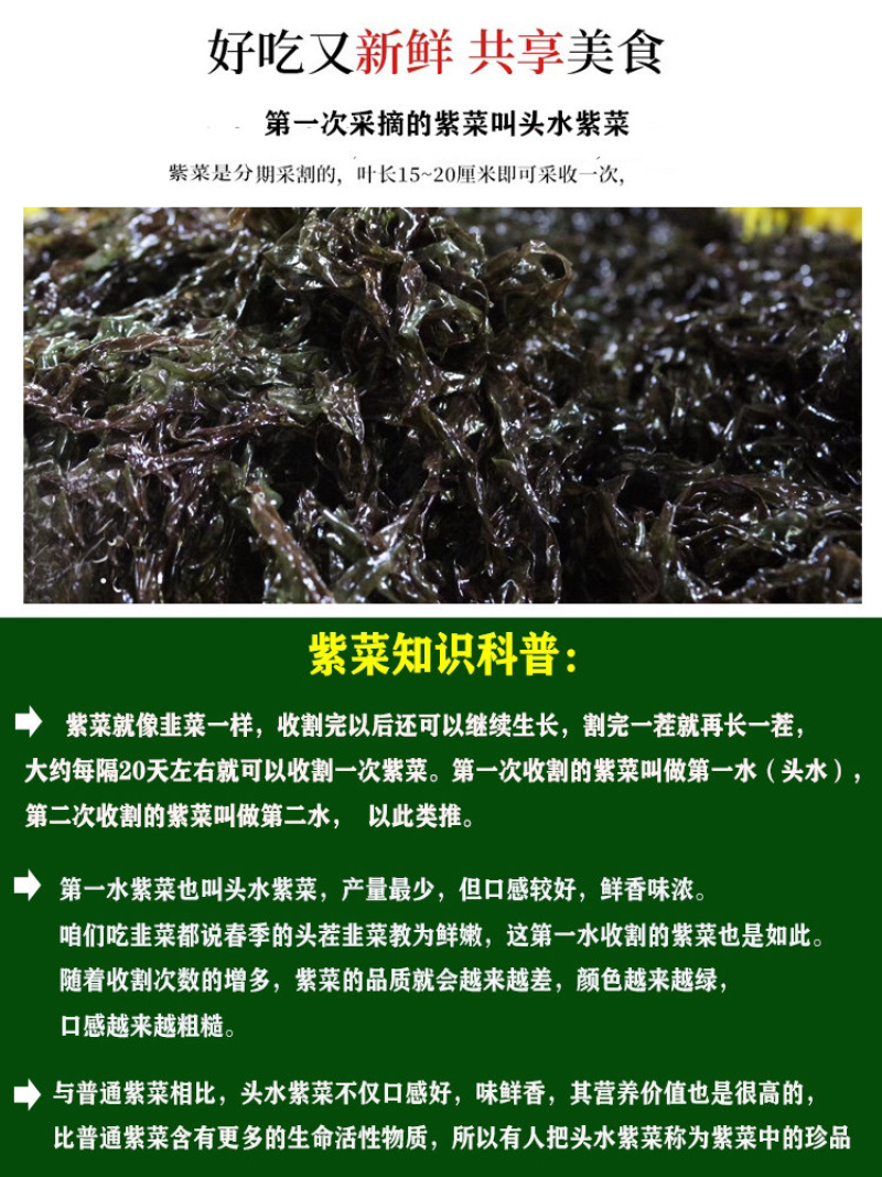 头水紫菜，福建漳浦六鳌原产地一件代发，100克包邮!