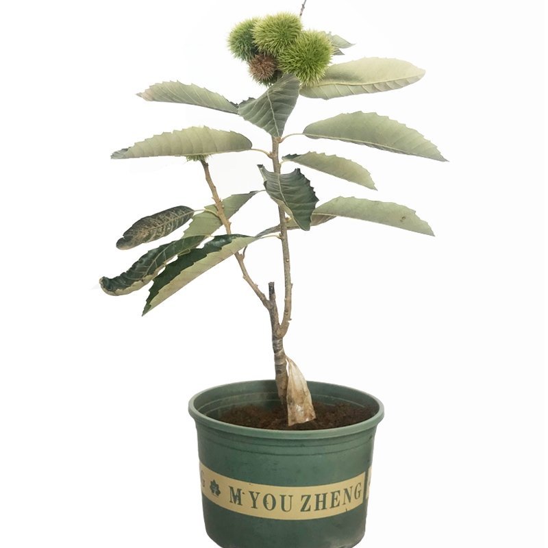 板栗树苗果树苗嫁接板栗苗大红袍板栗栗子树苗南北方种植当年