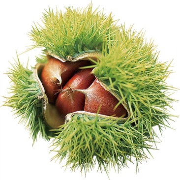 板栗树苗果树苗嫁接板栗苗大红袍板栗栗子树苗南北方种植当年