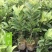 板栗树苗果树苗嫁接板栗苗大红袍板栗栗子树苗南北方种植当年