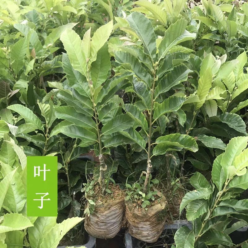 板栗树苗果树苗嫁接板栗苗大红袍板栗栗子树苗南北方种植当年