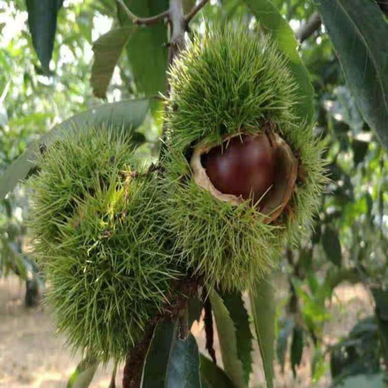 板栗树苗果树苗嫁接板栗苗大红袍板栗栗子树苗南北方种植当年