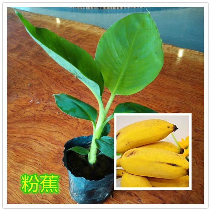 新品种马来西亚南洋红香蕉苗红皮香蕉威廉斯B6香蕉粉蕉皇帝