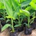 新品种马来西亚南洋红香蕉苗红皮香蕉威廉斯B6香蕉粉蕉皇帝