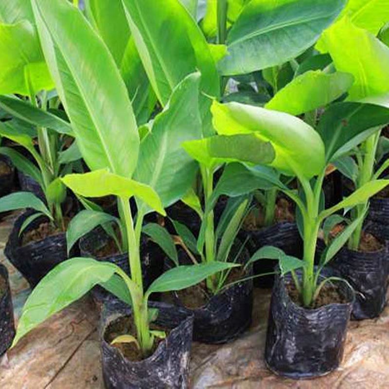 新品种马来西亚南洋红香蕉苗红皮香蕉威廉斯B6香蕉粉蕉皇帝