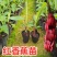 新品种马来西亚南洋红香蕉苗红皮香蕉威廉斯B6香蕉粉蕉皇帝