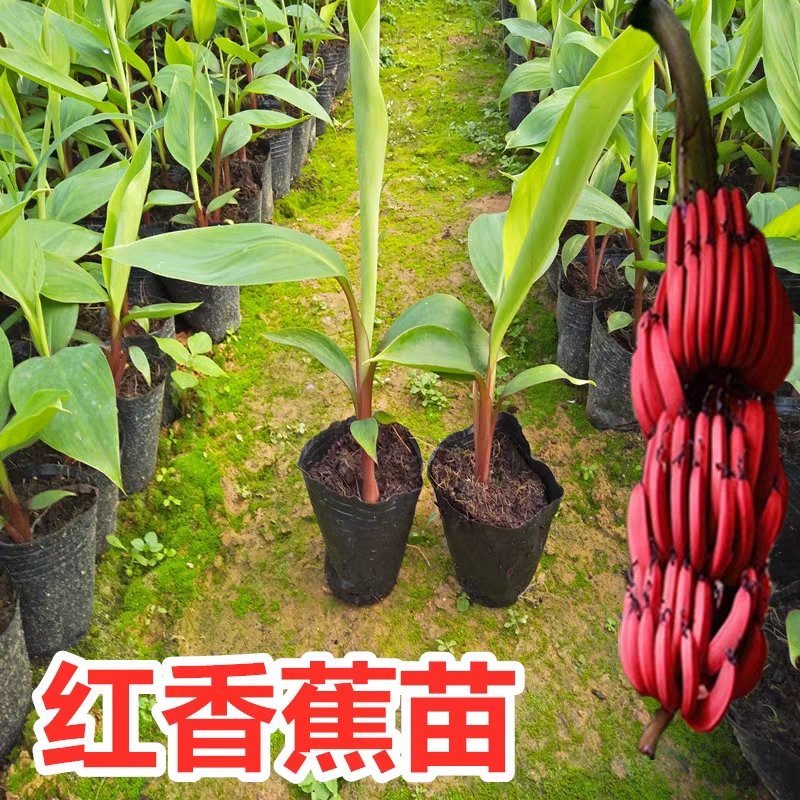 新品种马来西亚南洋红香蕉苗红皮香蕉威廉斯B6香蕉粉蕉皇帝