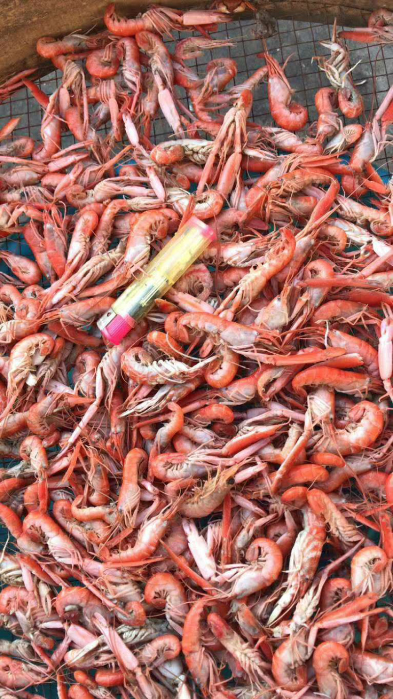 狗🦐渤海湾特产好吃不贵特别新鲜美味可口