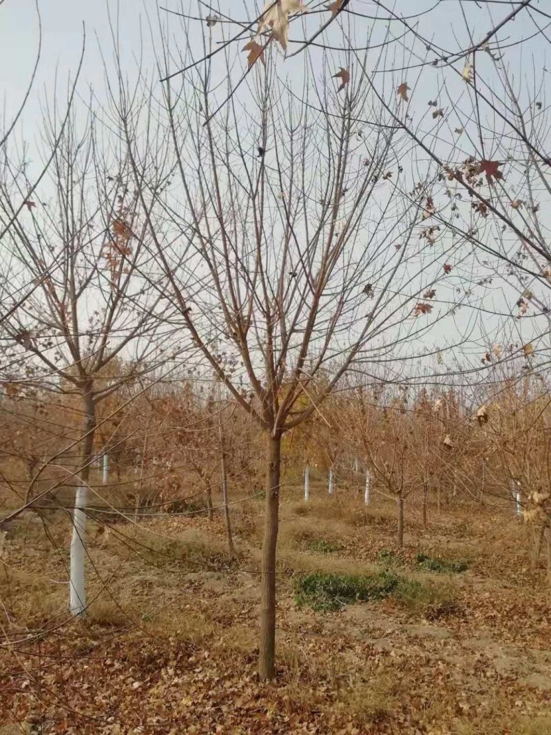 元宝枫～～常年出售各种标准规格元宝枫1—30公分