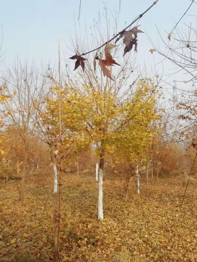 元宝枫～～常年出售各种标准规格元宝枫1—30公分