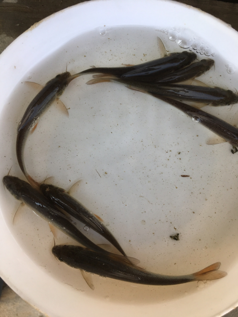 优选淡水银鳕鱼苗高档鱼苗好养快大成活率高技术指导