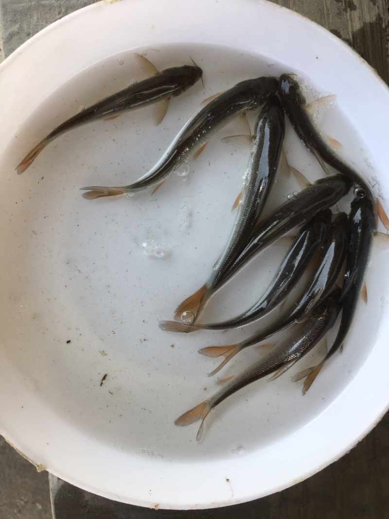 优选淡水银鳕鱼苗高档鱼苗好养快大成活率高技术指导