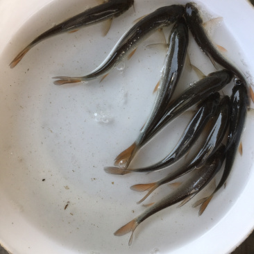 优选淡水银鳕鱼苗高档鱼苗好养快大成活率高技术指导