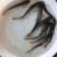 优选淡水银鳕鱼苗高档鱼苗好养快大成活率高技术指导