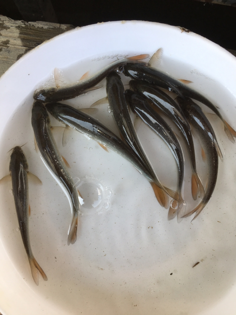 优选淡水银鳕鱼苗高档鱼苗好养快大成活率高技术指导