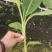 香蕉