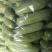 精品西葫芦大量上市，单个重量5到6两
