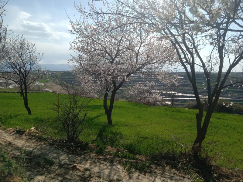 杏树