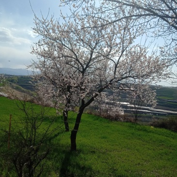 杏树