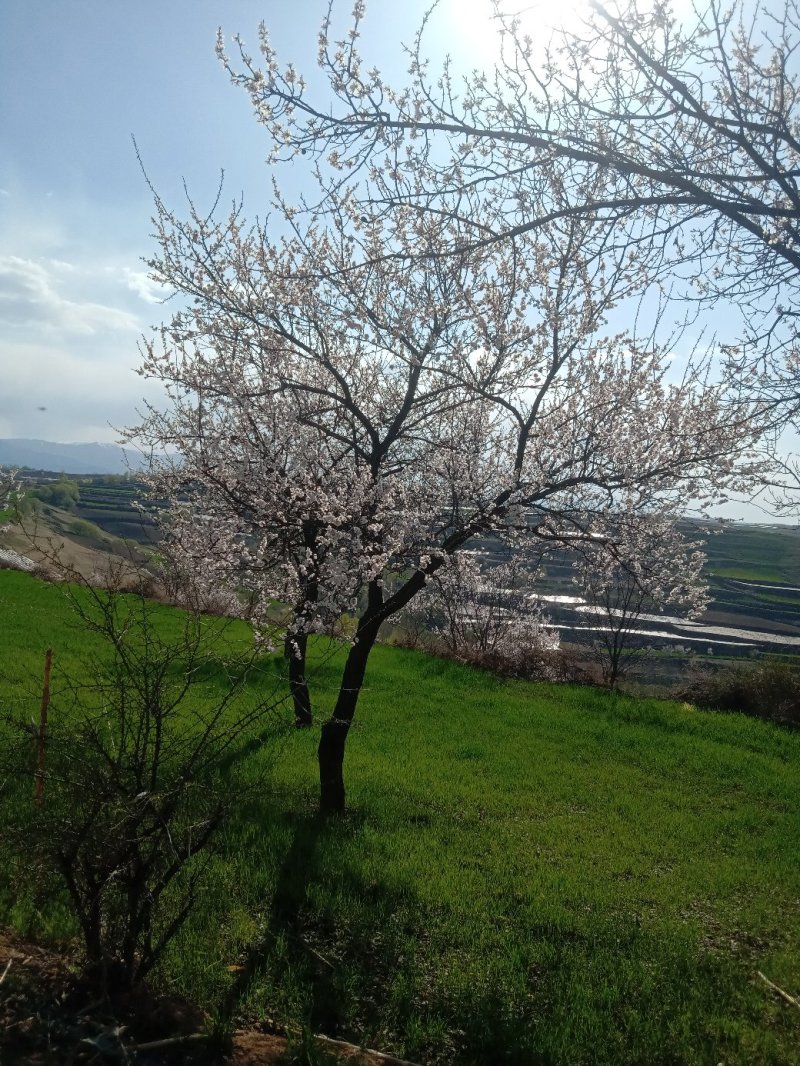 杏树
