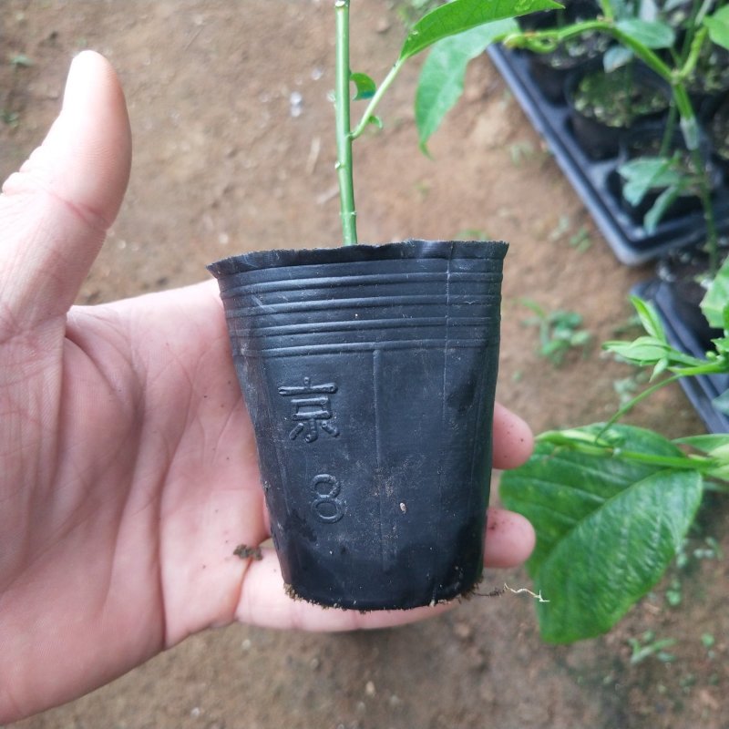 香蜜木瓜百香果苗新品种嫁接苗扦插苗基地直销南方果树批发价