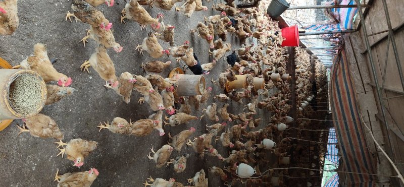 广西兴业县优质小童鸡，全散养