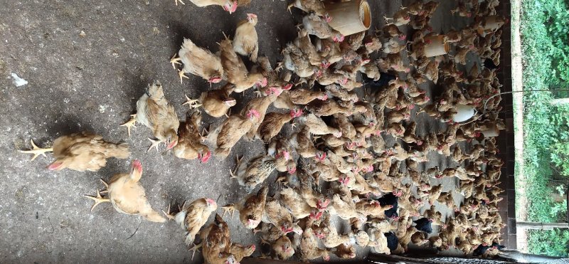 广西兴业县优质小童鸡，全散养