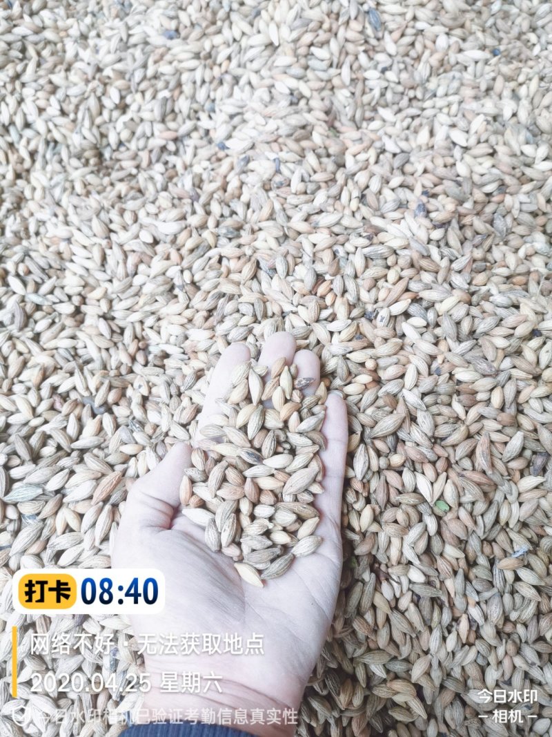 桂花种子，八月桂种子，丹桂种子