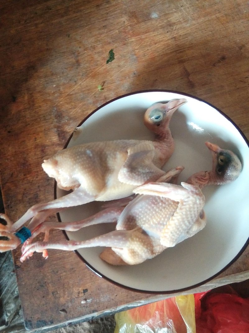 常年大量供应白条乳鸽，扒皮鸽子，老鸽子，农村一手货源。