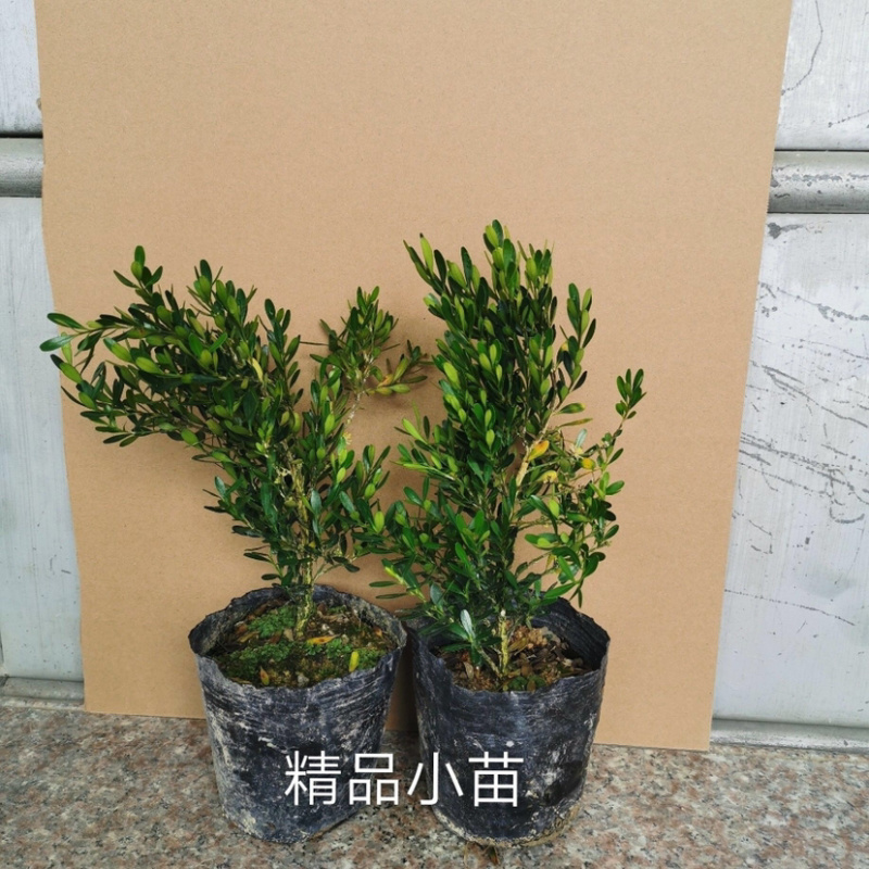 黄杨小苗袋苗基地直发包邮雀舌黄杨基地量大从优