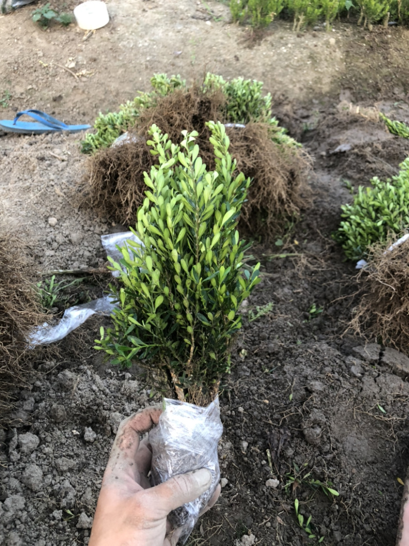 黄杨小苗袋苗基地直发包邮雀舌黄杨基地量大从优