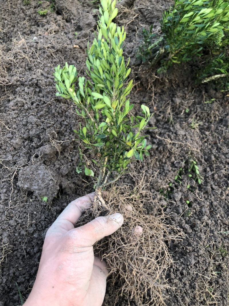黄杨小苗袋苗基地直发包邮雀舌黄杨基地量大从优