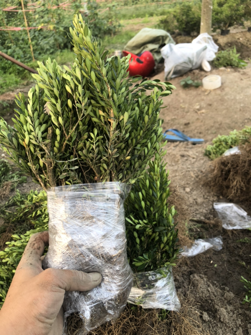 黄杨小苗袋苗基地直发包邮雀舌黄杨基地量大从优
