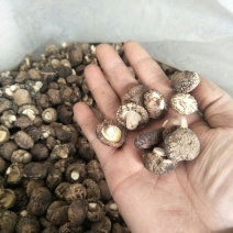 剪脚小干香菇，肉厚形状好迷你小香菇珍珠菇