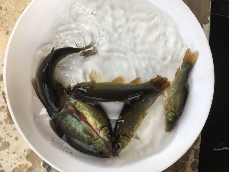 优选丁桂鱼苗规格齐全长速快技术指导全国配送，欢迎来电