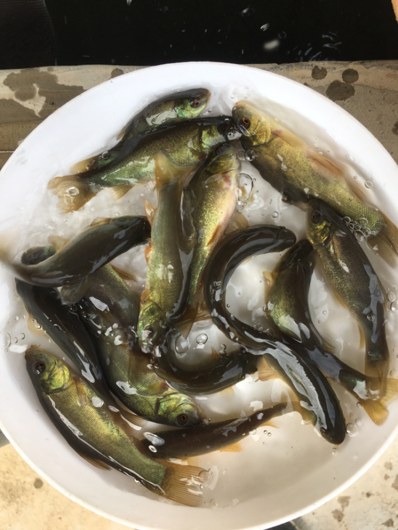 优选丁桂鱼苗规格齐全长速快技术指导全国配送，欢迎来电
