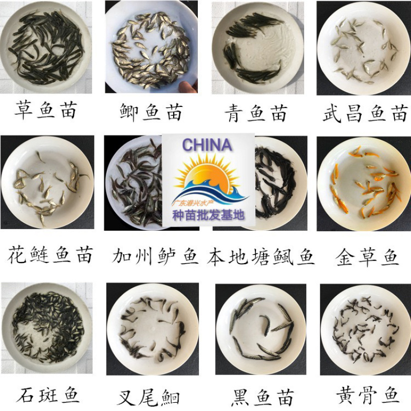 罗非鱼苗青宝罗非鱼苗新吉富罗非鱼苗批发