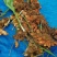 大山种植无污染色香味俱全姜黄，调料，色素