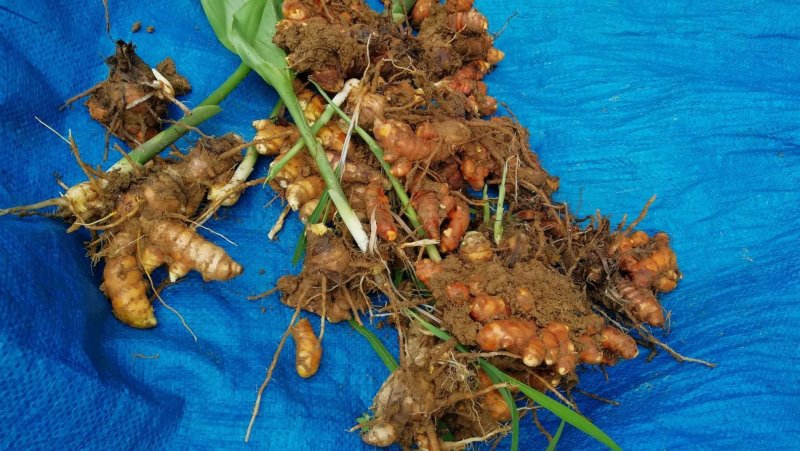 大山种植无污染色香味俱全姜黄，调料，色素