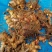 大山种植无污染色香味俱全姜黄，调料，色素