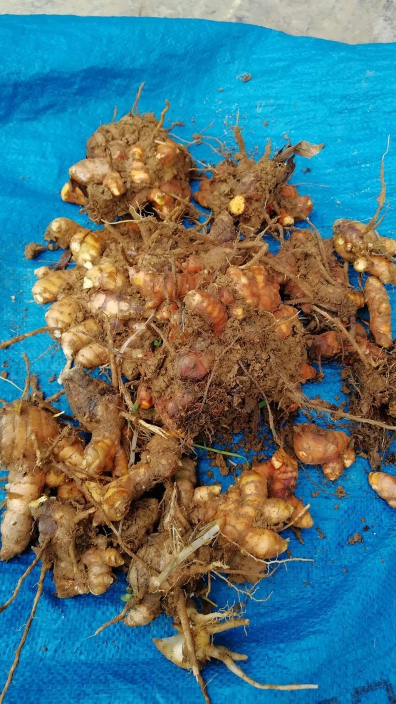 大山种植无污染色香味俱全姜黄，调料，色素